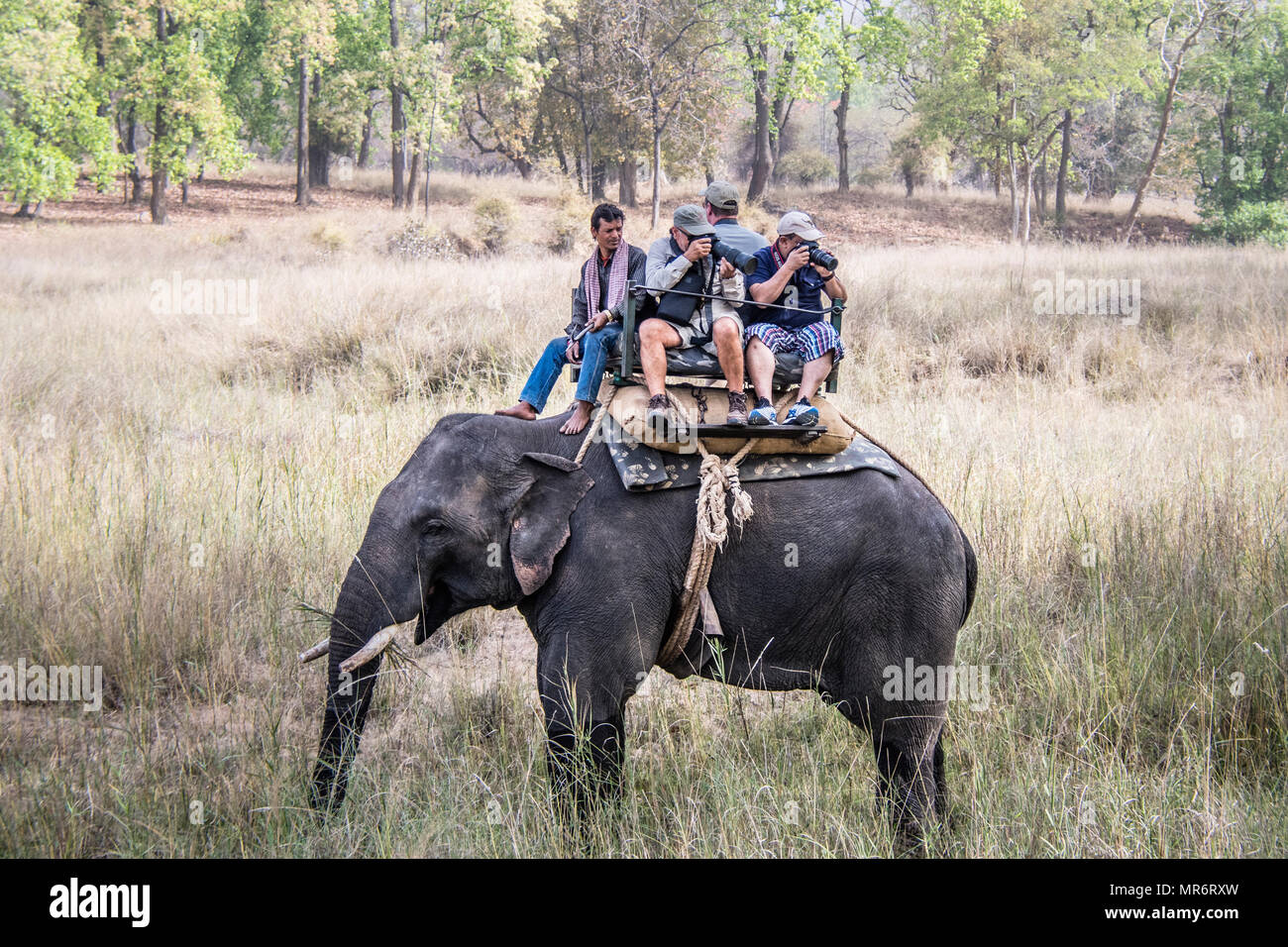 Mahout and tourists taking photographs on an Asian, or Indian Elephant, Bandhavgarh National Park, Tala, Madhya Pradesh, India Stock Photo