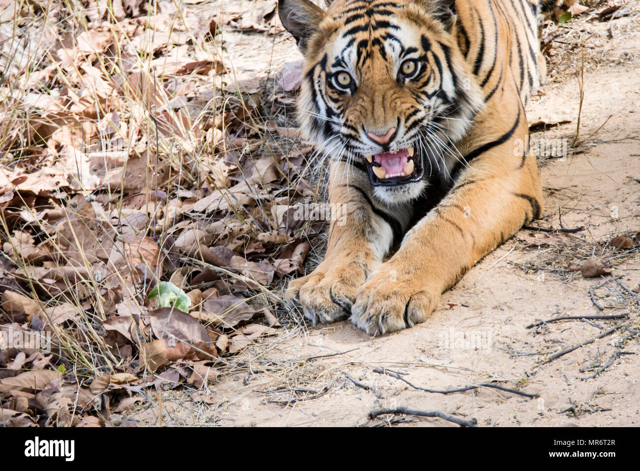 Two year old wild male Bengal Tiger, Panthera tigris tigris, snarling, Bandhavgarh Tiger Reserve, India Stock Photo