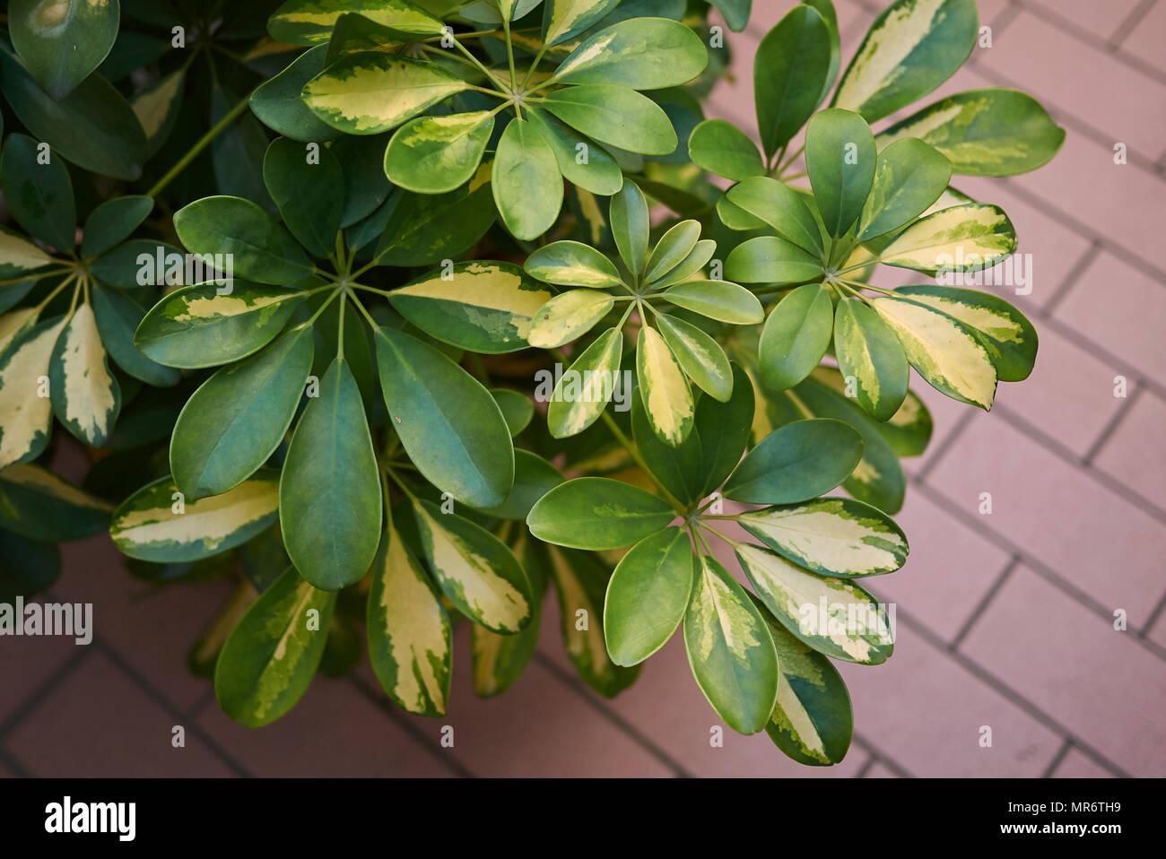 Schefflera arboricola leaves Stock Photo