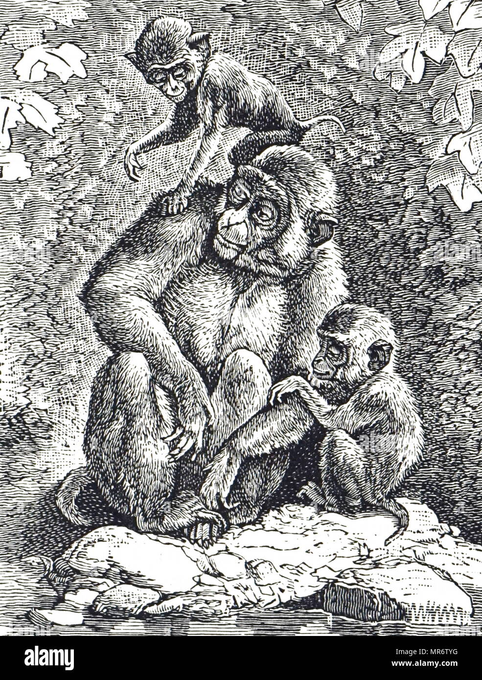 Engraving depicting a rhesus macaque, one of the best-known species of Old World monkeys. Dated 20th century Stock Photo