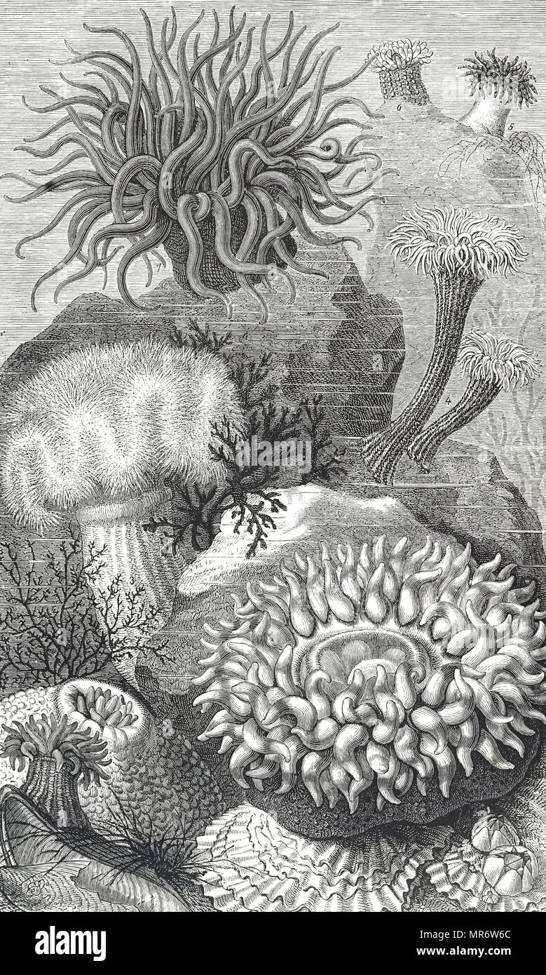 Engraving depicting various sea anemones. Dated 19th century Stock Photo