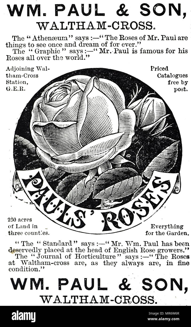 Advertisement for Paul's Roses. Dated 19th century Stock Photo