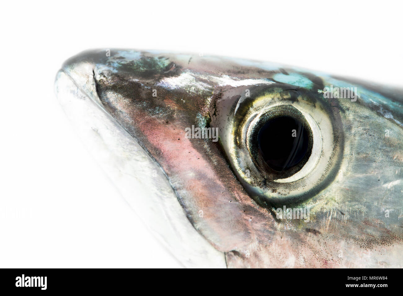 How to tell fresh fish hires stock photography and images Alamy