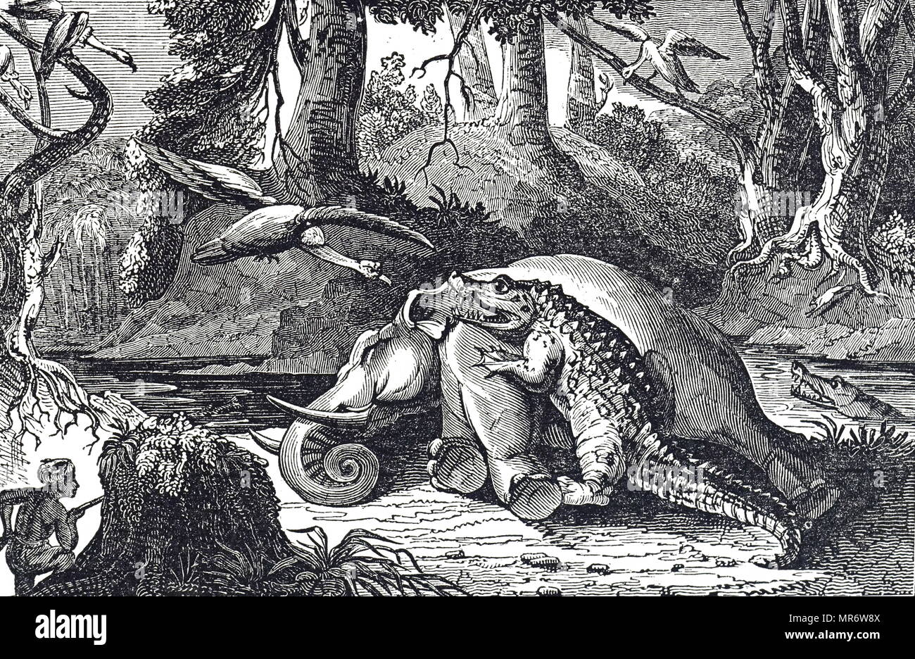 Food chain animals illustration hi Biology Diagrams