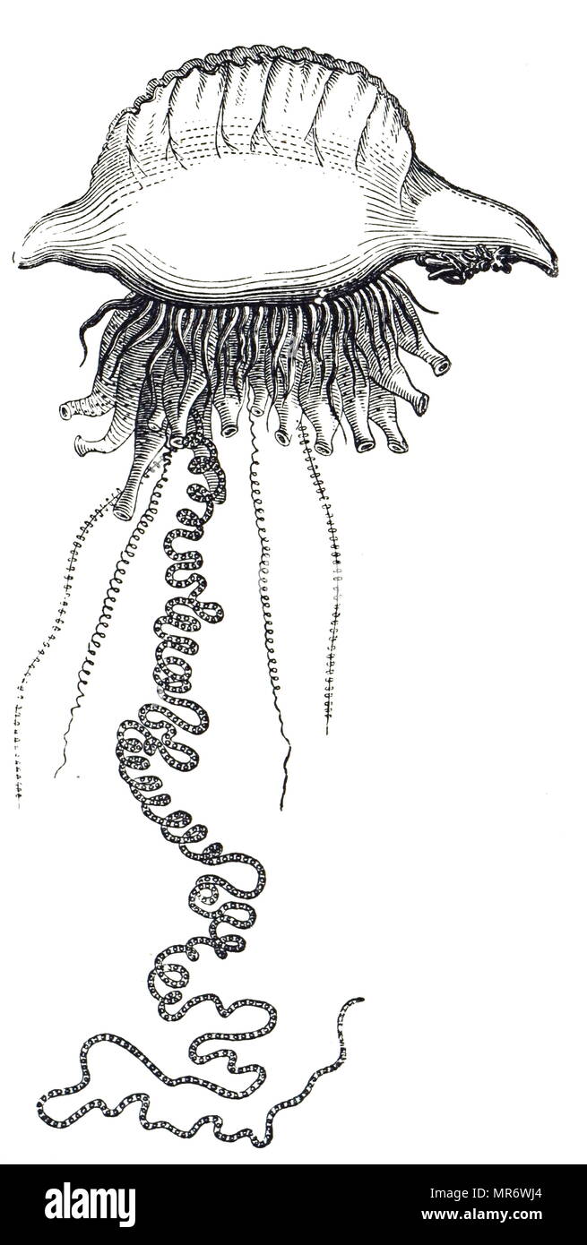 Engraving depicting a Portuguese man o' war, a marine hydrozoan of the family Physaliidae found in the Atlantic, Indian and Pacific Oceans. Its venomous long tentacles deliver a painful sting, which on extremely rare occasions has been fatal to humans. Dated 19th century Stock Photo