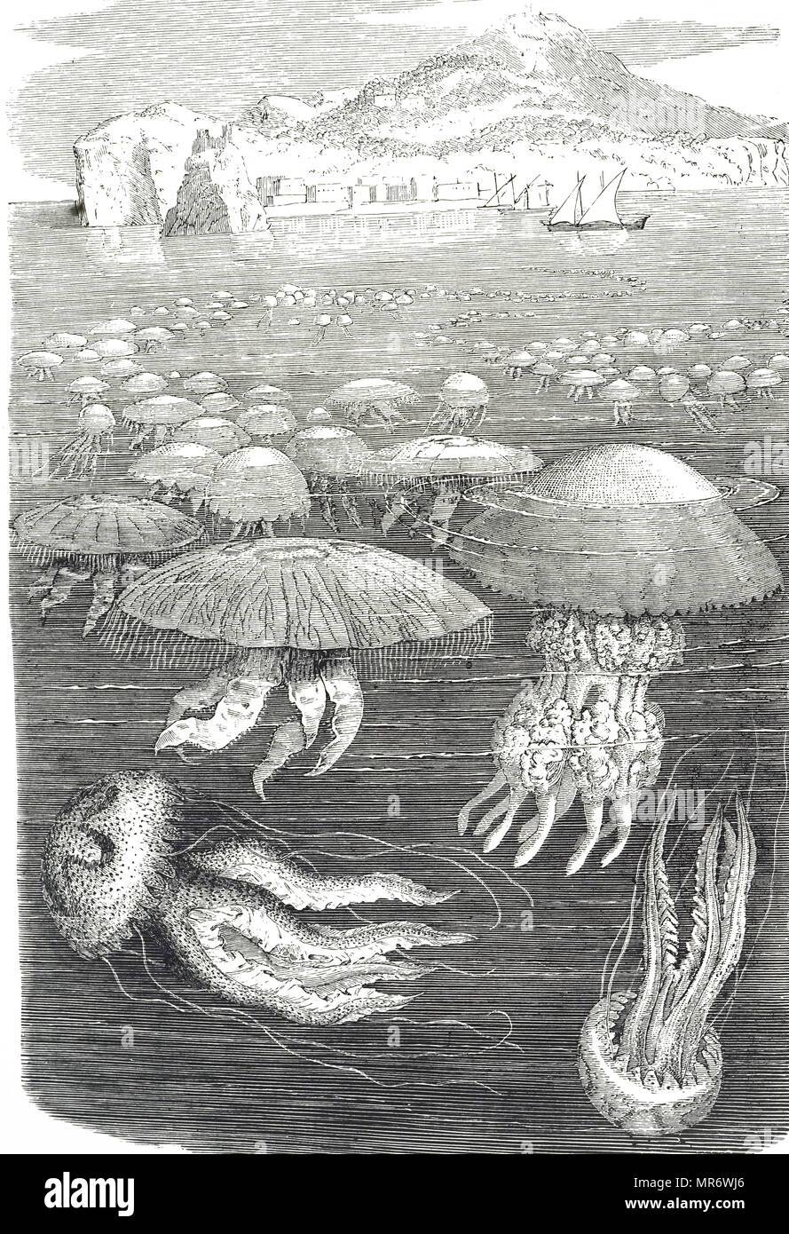 Engraving depicting jellyfish, a soft bodied, free-swimming aquatic animals with a gelatinous umbrella-shaped bell and trailing tentacles. The bell can pulsate to acquire propulsion and locomotion. Dated 19th century Stock Photo