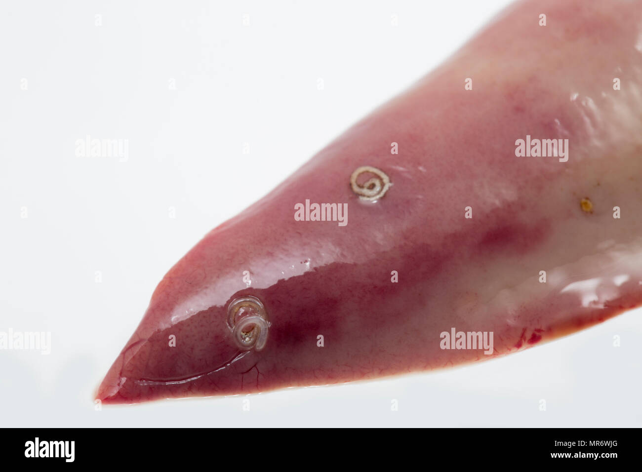 Fish liver worms hi-res stock photography and images - Alamy