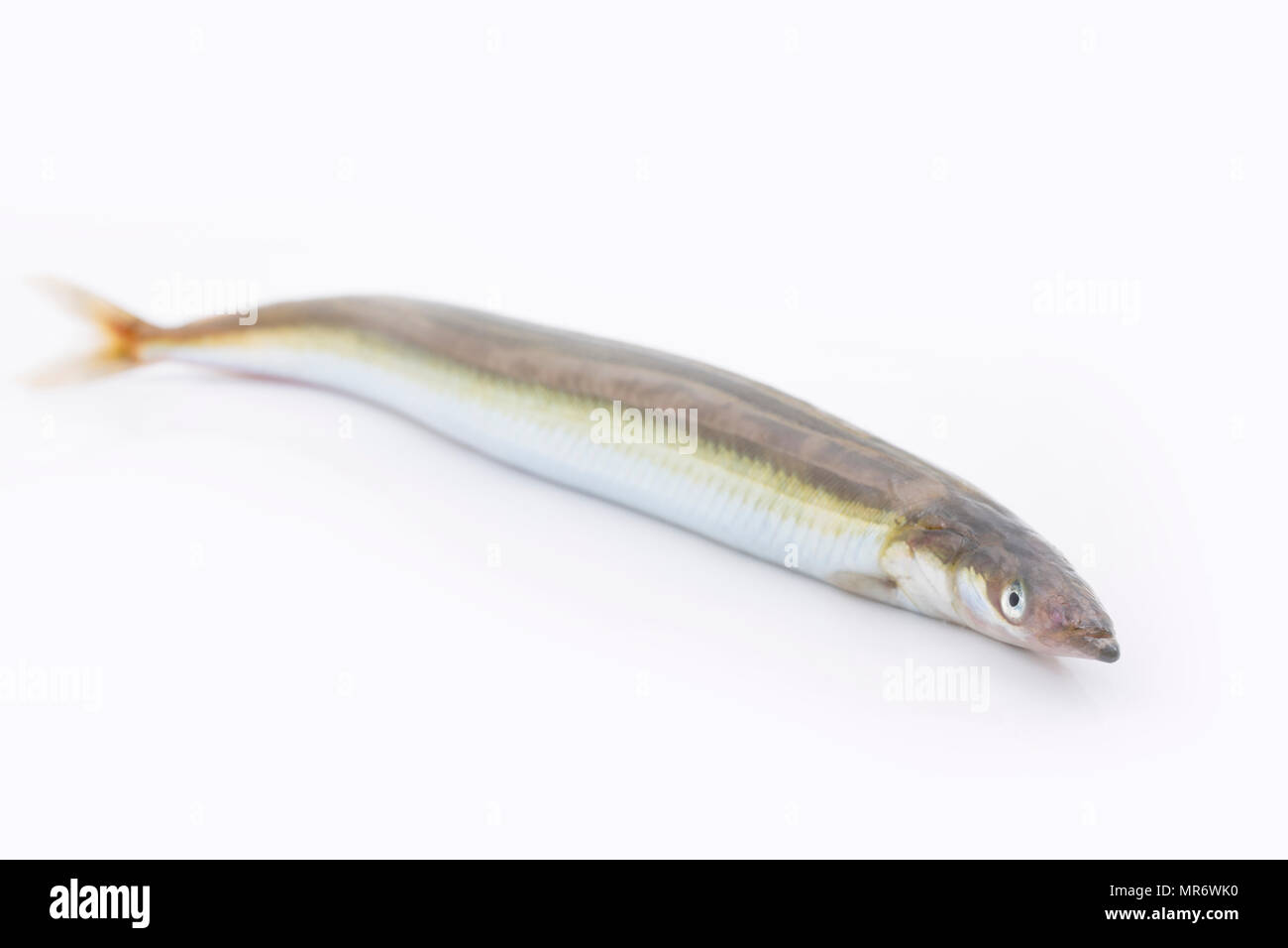 A sand eel, or greater launce, Hyperoplus lanceolatus, caught on
