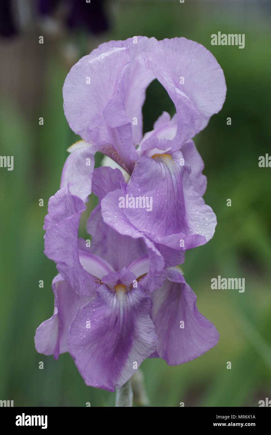 Bearded iris uk garden hires stock photography and images Alamy