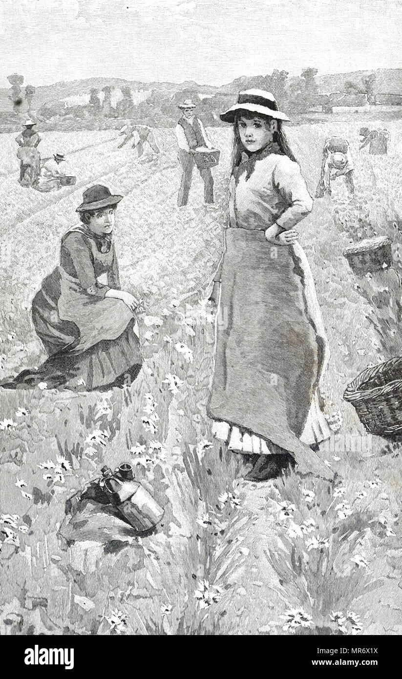Illustration depicting people gathering pinks for the London flower market. Dated 19th century Stock Photo