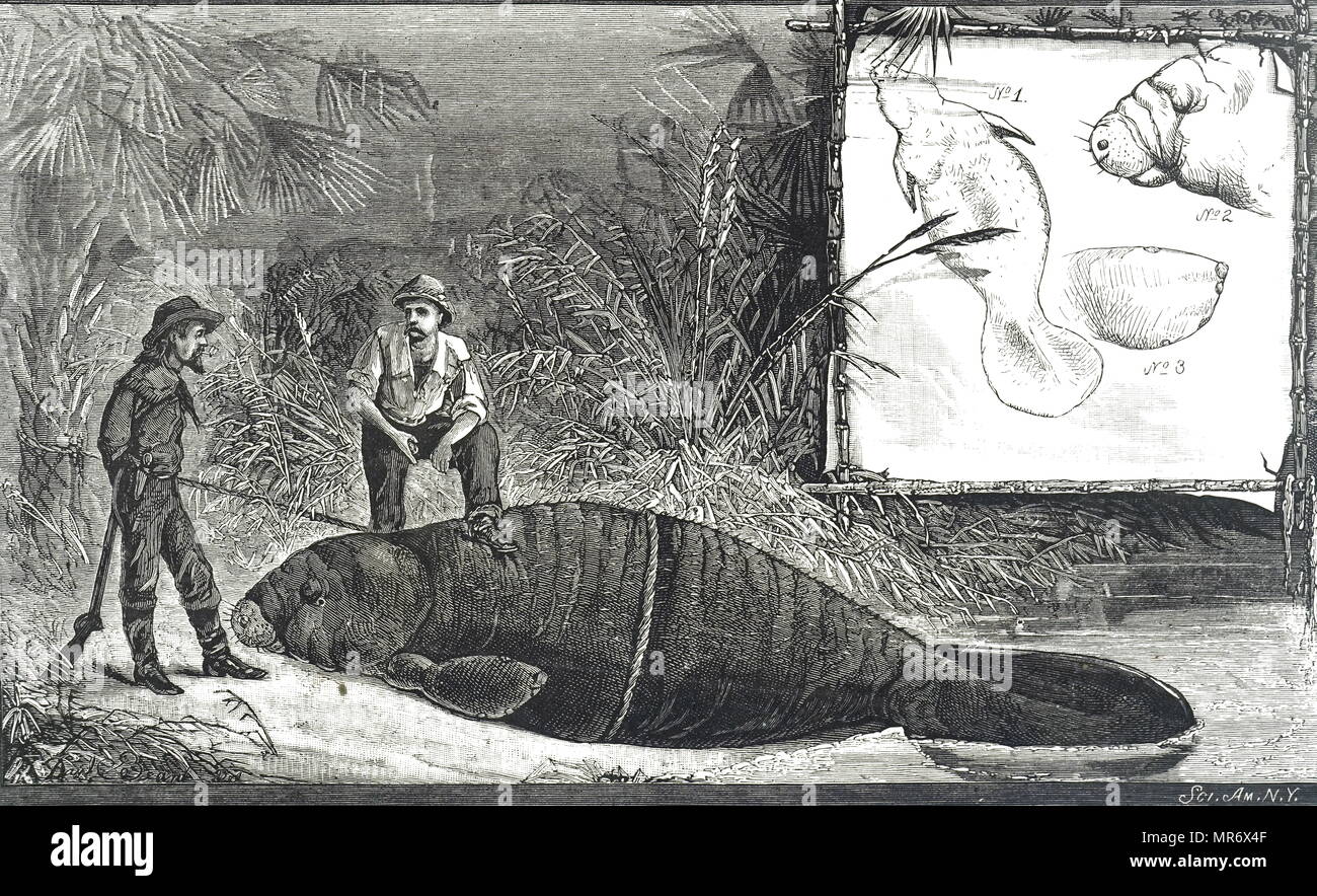 Engraving depicting the capture of a manatee found in the Florida Gulf. The manatee was re-located to the New York Aquarium. Dated 19th century Stock Photo