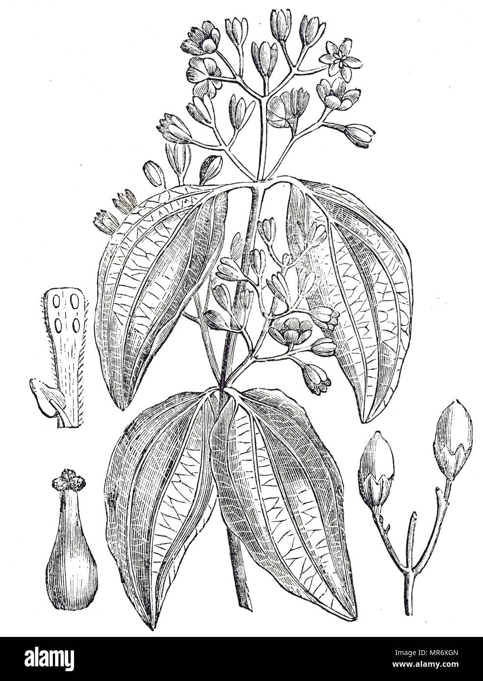 Engraving depicting part of a true cinnamon tree,  a small evergreen tree belonging to the family Lauraceae, native to Sri Lanka. Among other species, its inner bark is used to make cinnamon. Dated 19th century Stock Photo