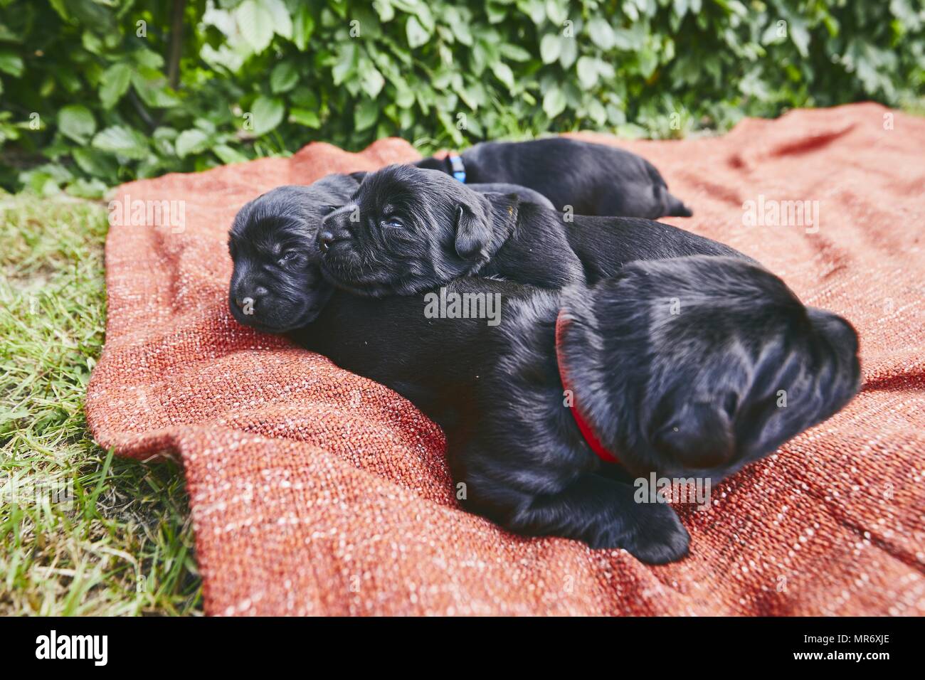 Newborns of dog (10 days old). Puppies siblings of purebred Giant Schnauzer lying on blanket. Stock Photo