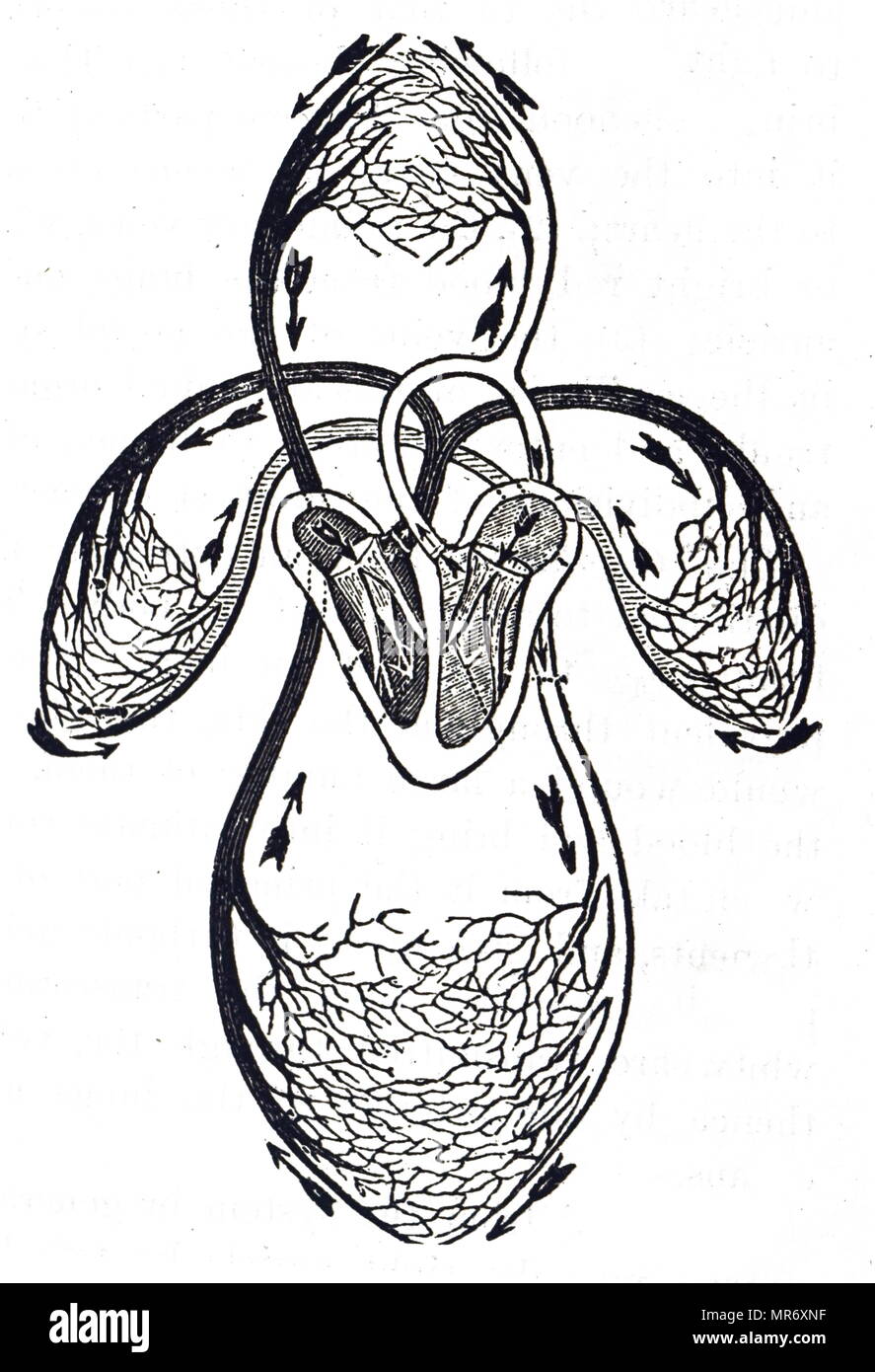 Diagram of the circulation of blood as understood after William Harvey's work, showing blood leaving the left ventricle of the heart by the aorta and returning to the heart via the vena cava at the right auricle: it has now completed the Greater Circulation. It next passes to the right ventricle and out into the Pulmonary Artery and undertakes the Lesser Circulation (Pulmonary Circulation) and returns to the heart at the left auricle. William Harvey (1578-1657) an English physician who made seminal contributions in anatomy and physiology. Dated 20th century Stock Photo