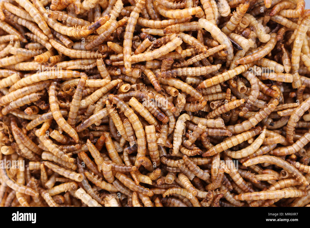 Dried Meal Worms Stock Photo