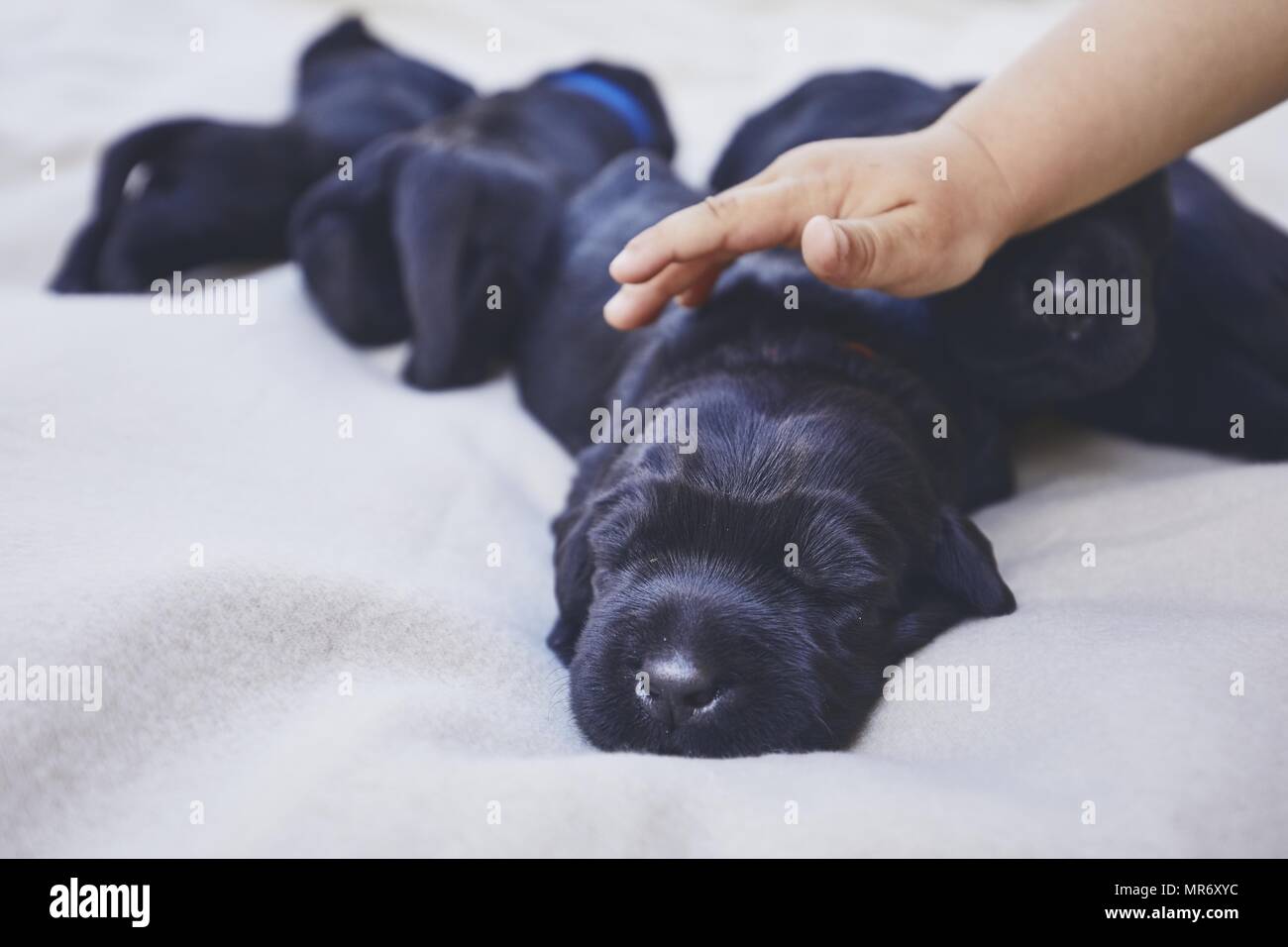 Newborns Of Dog 10 Days Old Child Hand Stroking Puppy Of Purebred Giant Schnauzer Stock Photo Alamy