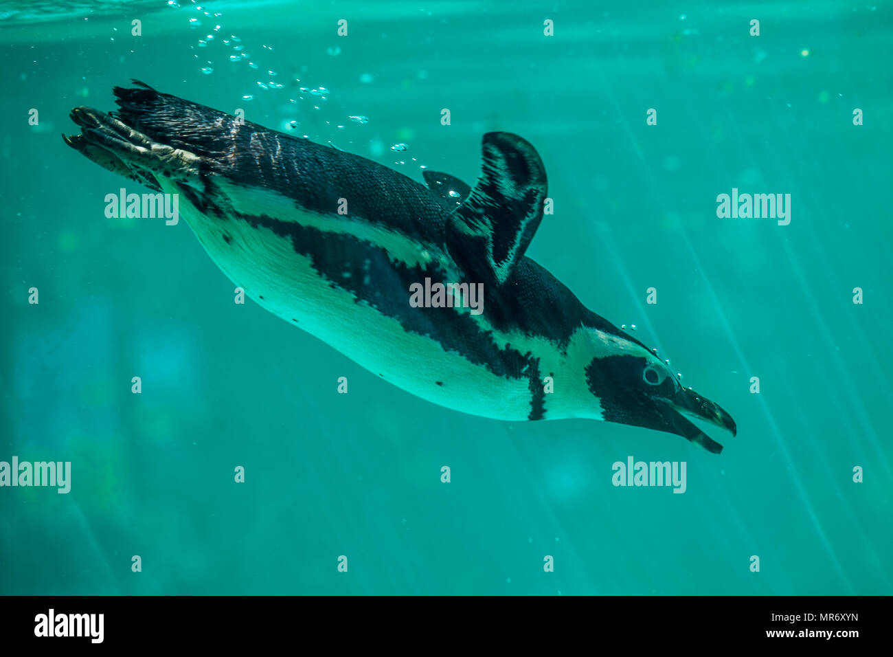 African penguin swims in the water in the Tbilisi zoo, the world of animals. Stock Photo