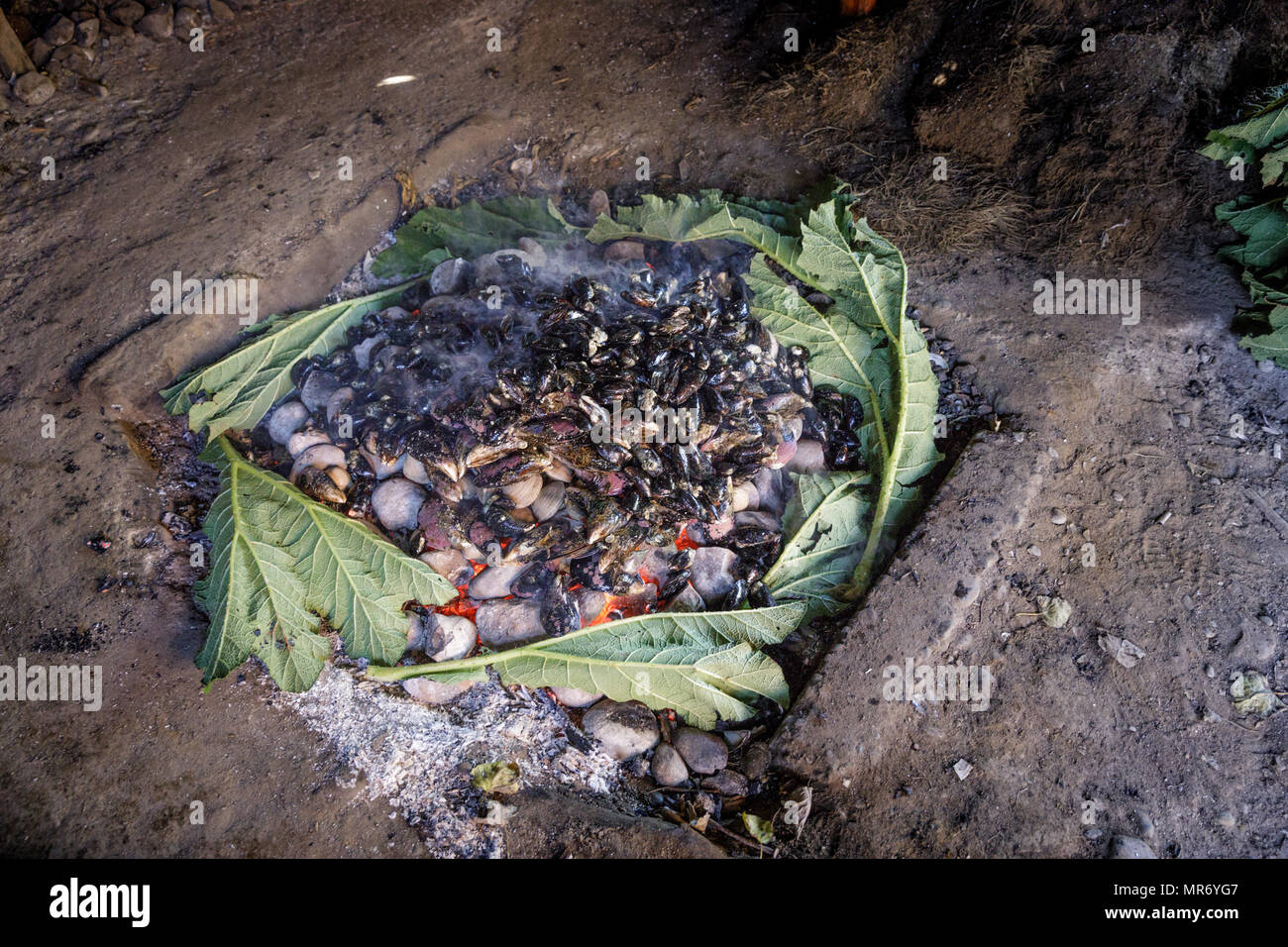 Ancud, Chiloé, Chile: Preparing a traditional Chiloé curanto, in which meats, potatoes and shellfish are cooked in the ground over hot rocks, covered  Stock Photo