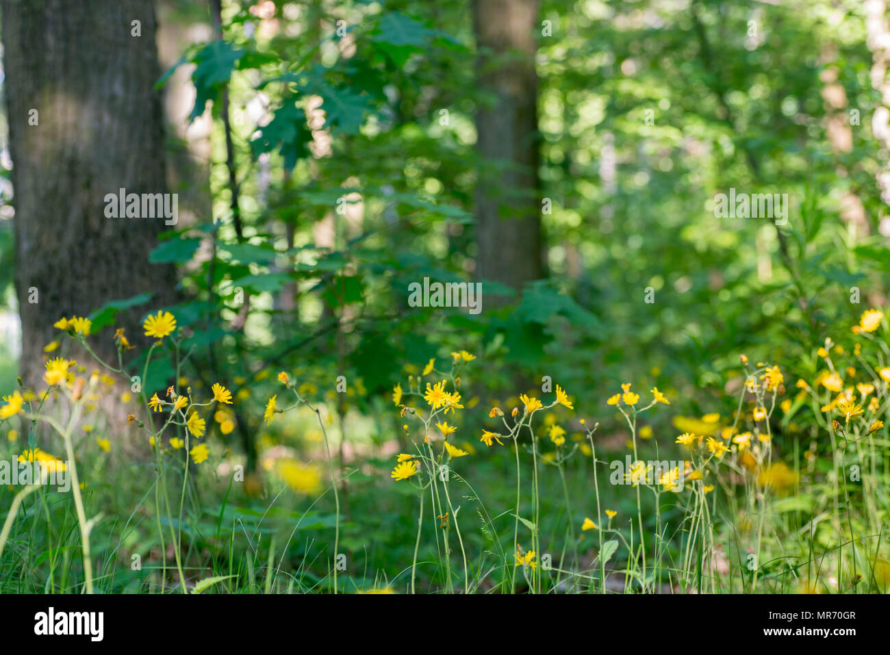 yellow flowers in summer forest on sunny day Stock Photo