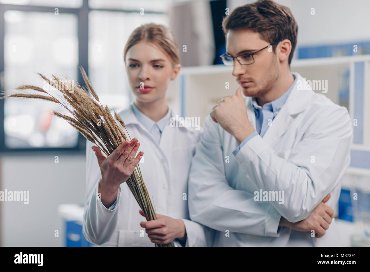 two biologists in white coats with dry wheat ears in laboratory Stock ...