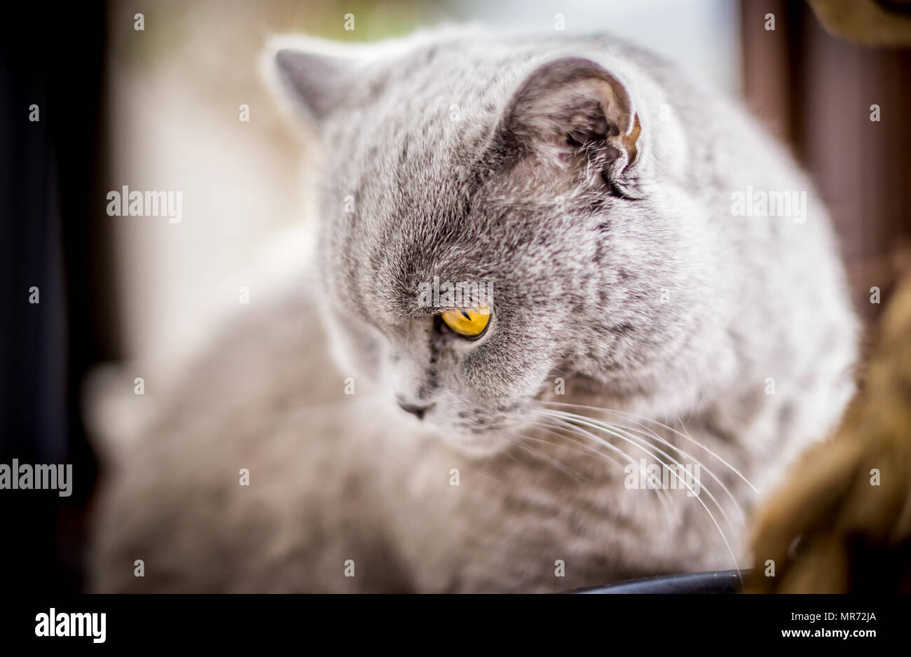Portrait of British Shorthair cat with blue and grey fur. Shallow depth of field. Stock Photo
