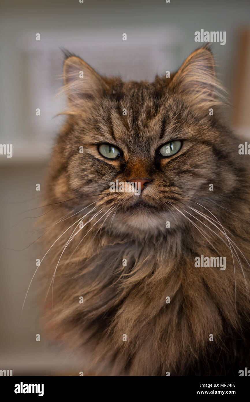 Half persian, half british longhair cat (Felis silverstris catus) Stock Photo