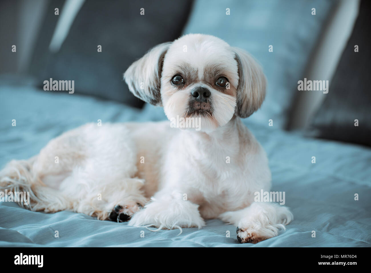 Shih tzu dog lying on bed in modern interior Stock Photo Alamy