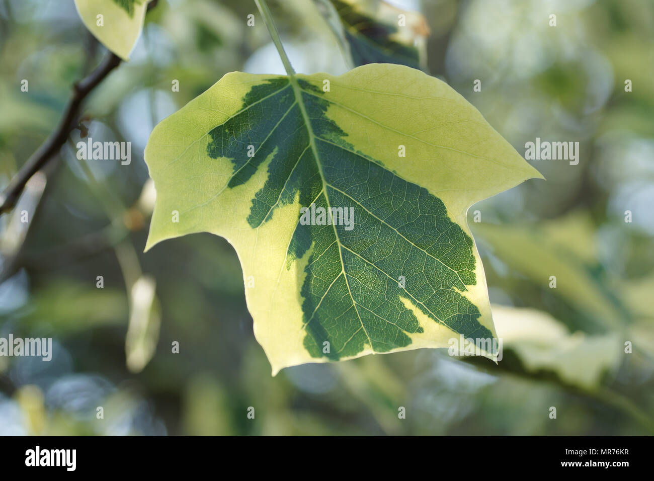 Liriodendron tulipifera 'Aureomarginatum' Stock Photo