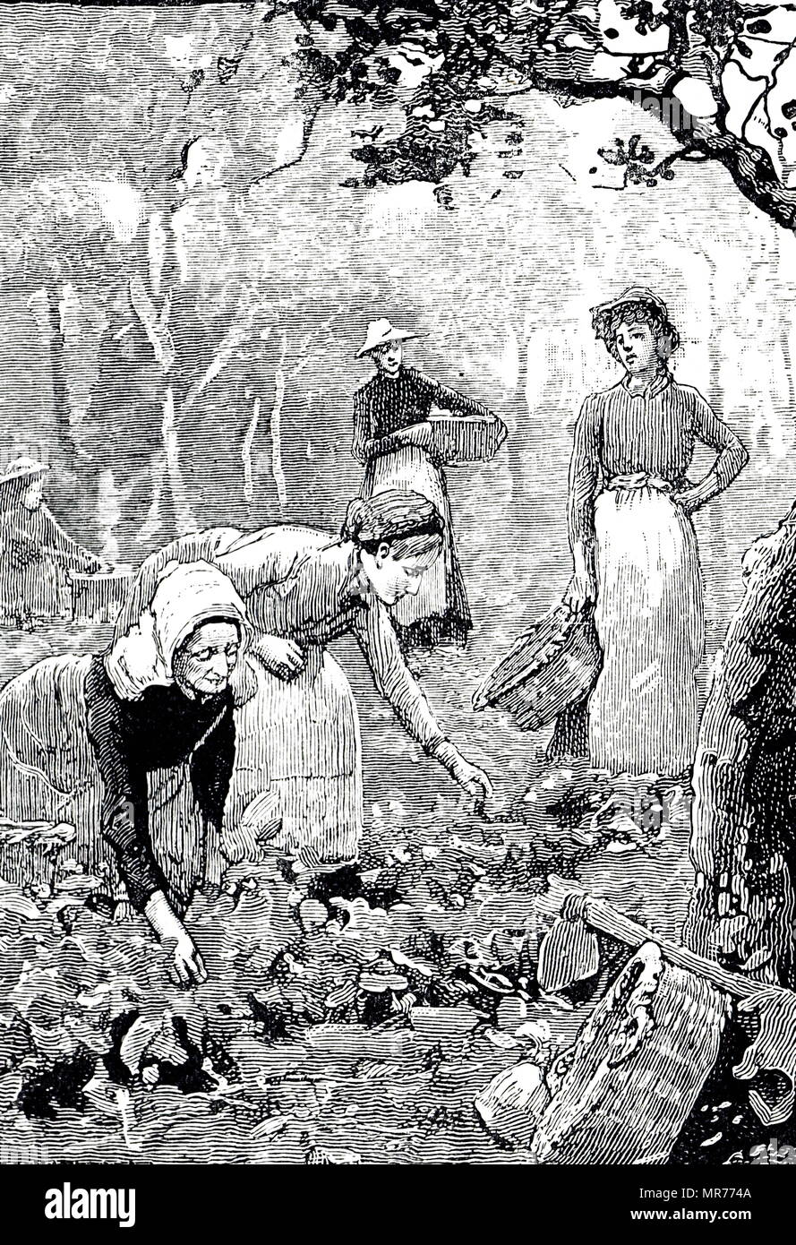 Engraving depicting strawberry picking in Kent. Dated 19th century