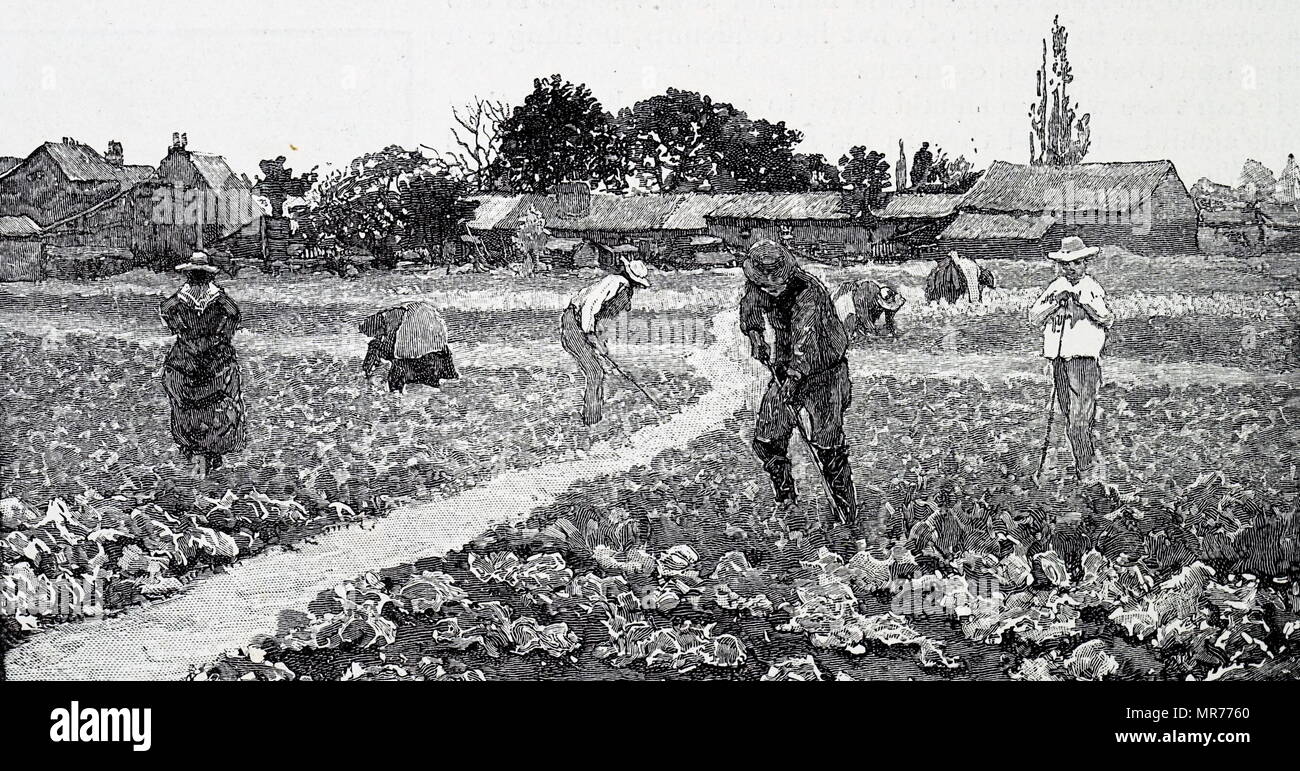 Engraving depicting the hoeing of cabbages. Dated 19th century Stock Photo