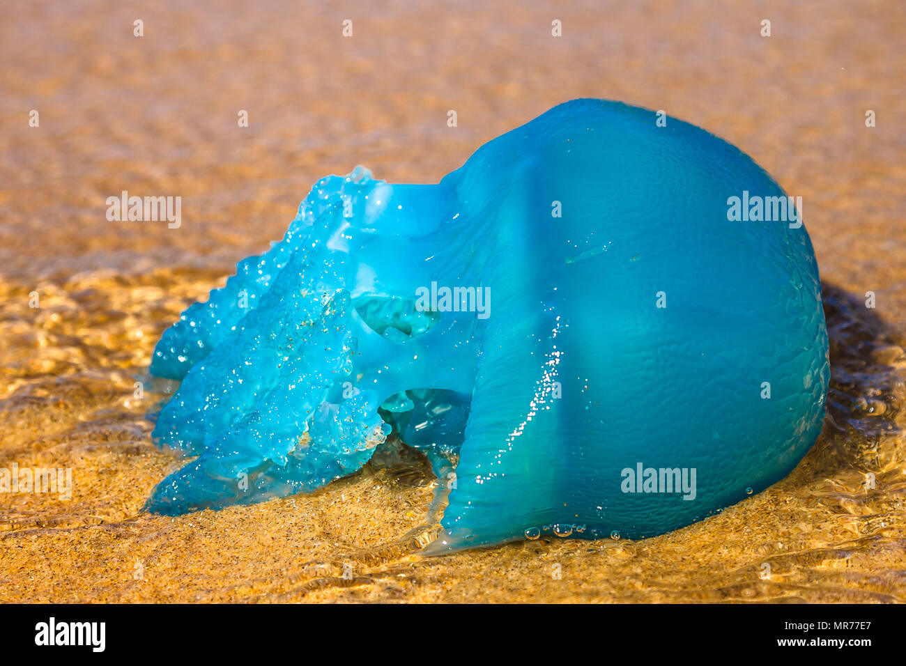 Closeup of a blue jellyfish species Velella, often spotted in the Gold Coast of Queensland in Australia and the Mediterranean Sea. on the Australian beach. Stock Photo