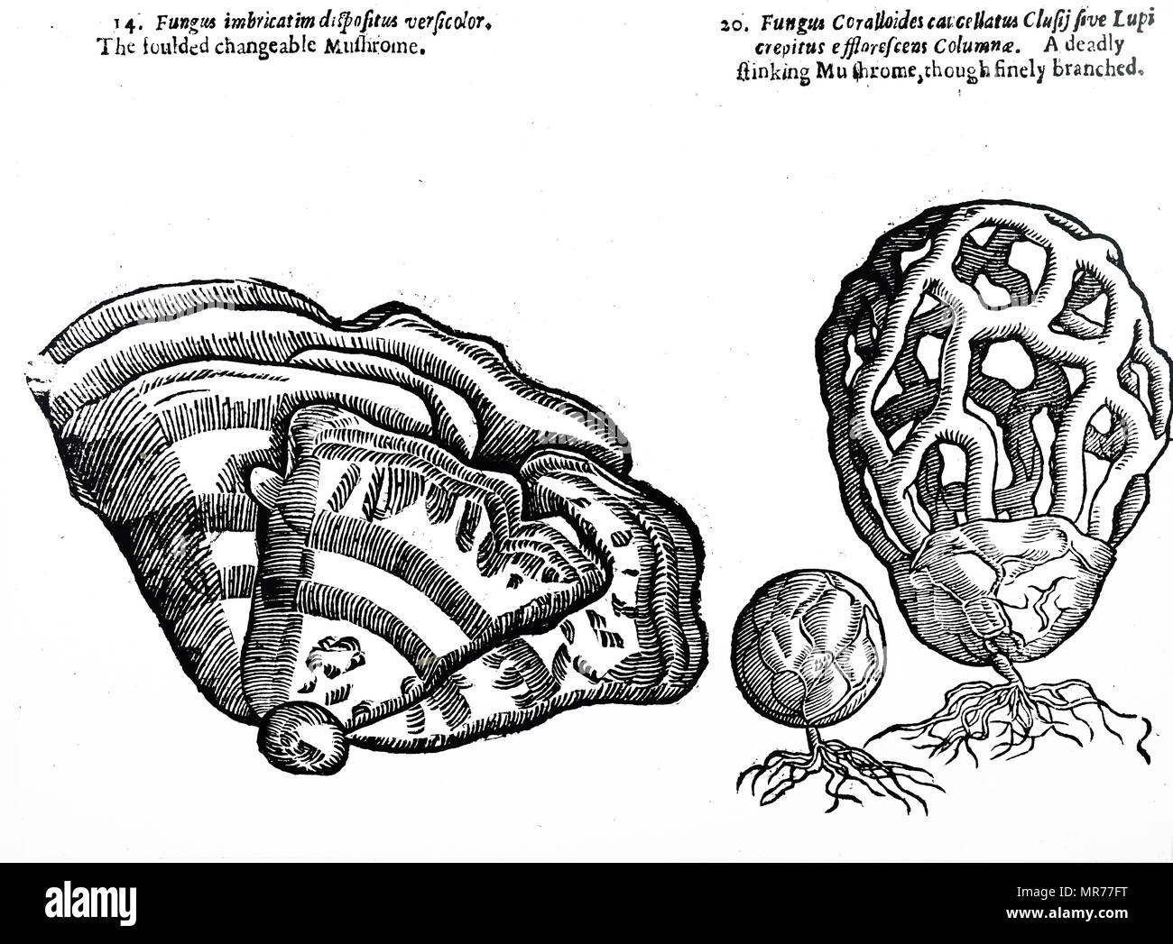 Engraving depicting Clathrus Ruber (right) fully developed. Fungus on the left not identified. Dated 17th century Stock Photo