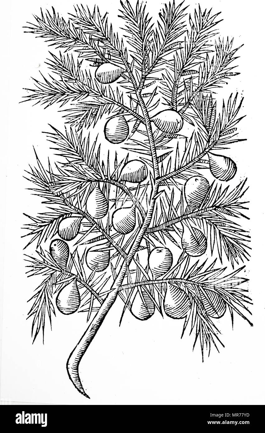 Botanical drawing of a Juniper plant: The juice of young leaves and berries taken in vine was recommended against snake bite and Plague. Juniper oil vas prescribed for toothache and gout. The dried powdered resin was used to treat worms in children, and piles. The berries were used in the production of gin, and the resin mixed with linseed oil provided a varnish. From John Parkinson; Theatrum Botanieum or The Theatre of Plantes; 1640; Stock Photo