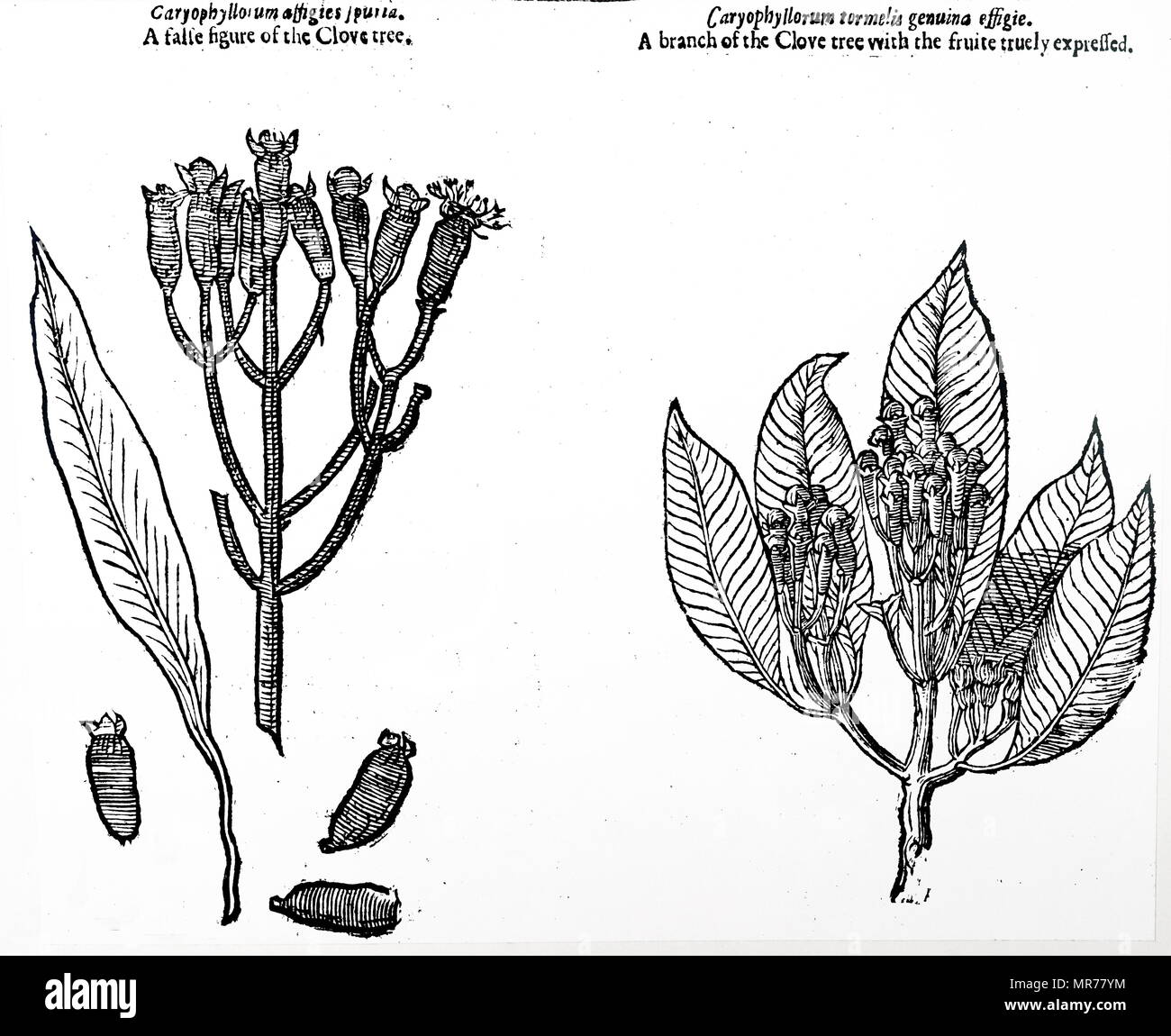 Botanical drawing of cloves From John Parkinson; Theatrum Botanieum or