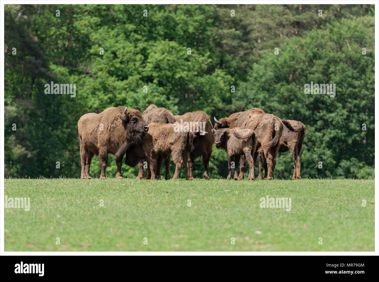 European bison and cattle hires stock photography and images Alamy