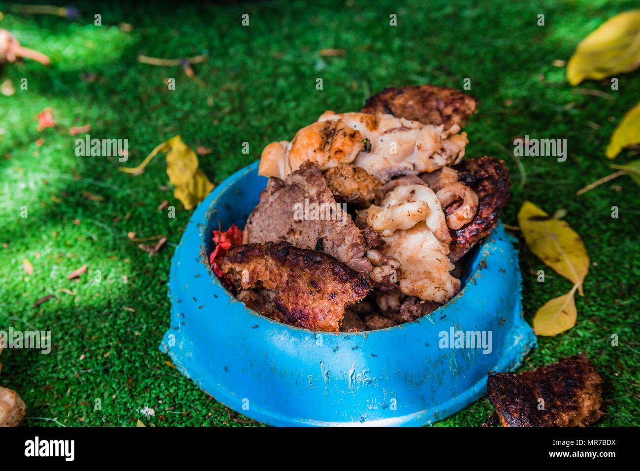 Different kinds of grilled meat pieces in dog food bowl. Also ants and