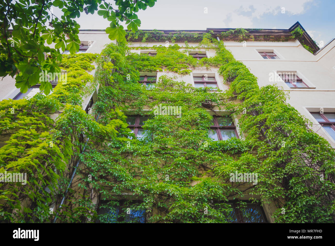 Apartment building covered with green Ivy plant Stock Photo Alamy
