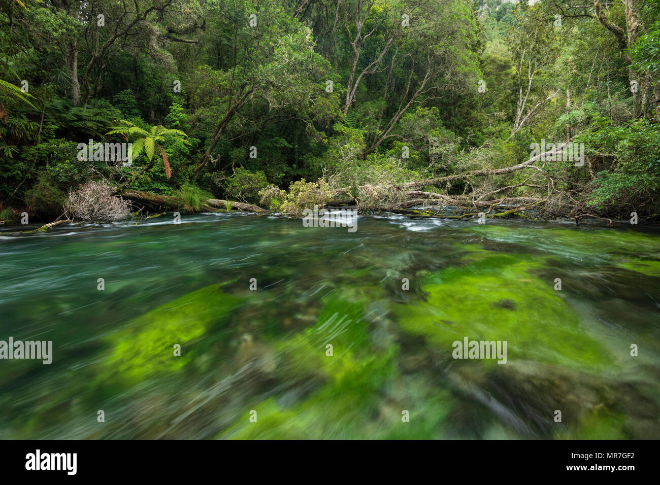Oceania; New Zealand; Aotearoa; North Island; Kawerau; Tarawera; river;  fern; nature; forest; stream; tropical Stock Photo - Alamy