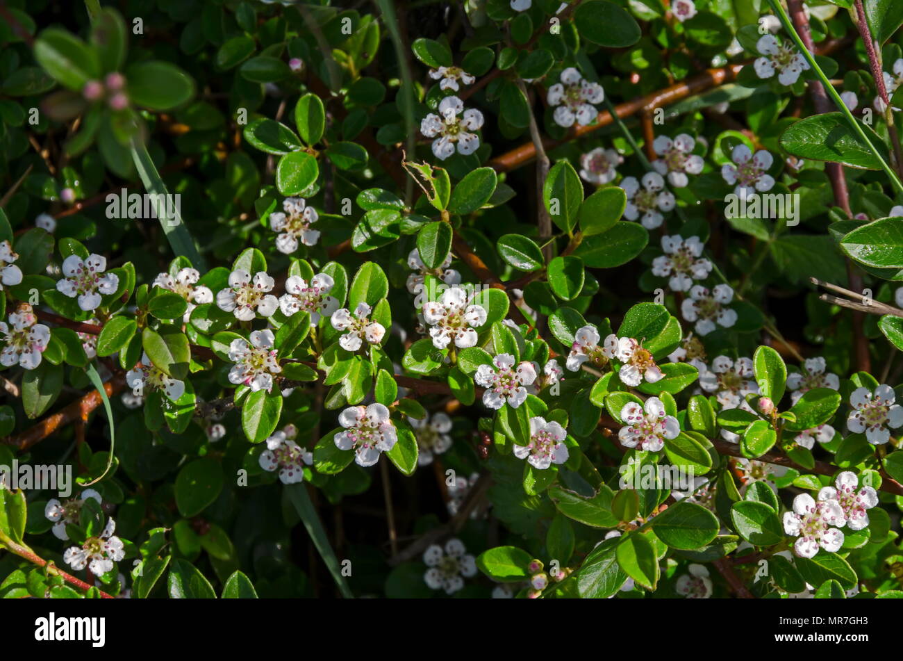 Closeup of leaves and small white flowers on branches of Cotoneaster horizontalis in springtime, South park, Sofia, Bulgaria Stock Photo