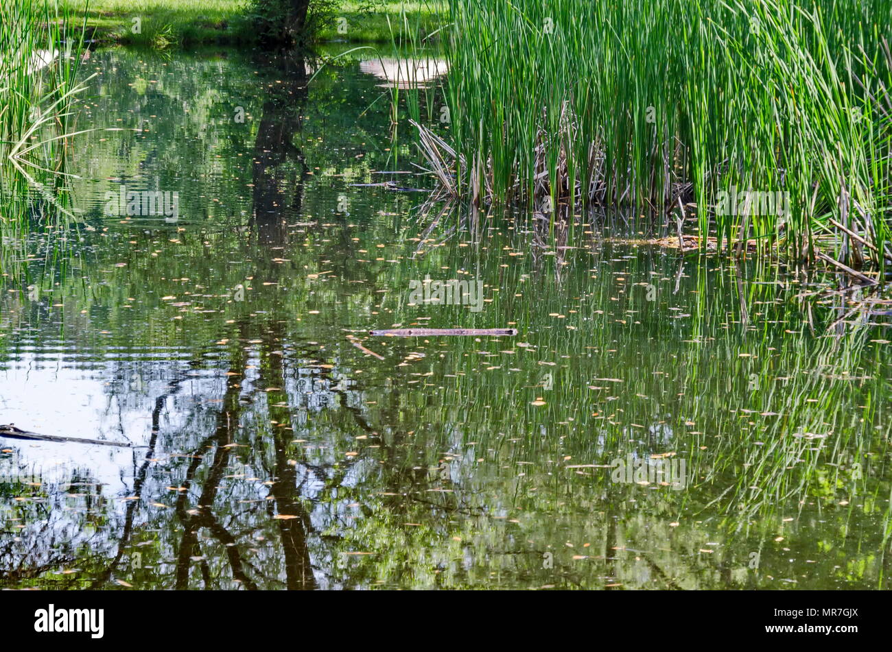 Springtime green and fresh reed, Phragmites communis or rush and tree with reflection on a beauty  lake in South park, Sofia, Bulgaria Stock Photo