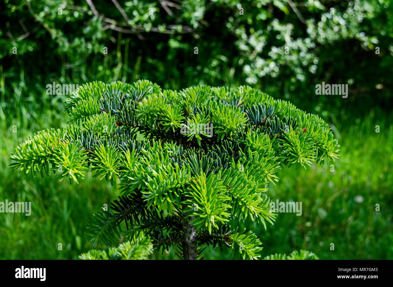 Close up of fresh springtime bonsai pine tree in the South park, Sofia, Bulgaria Stock Photo