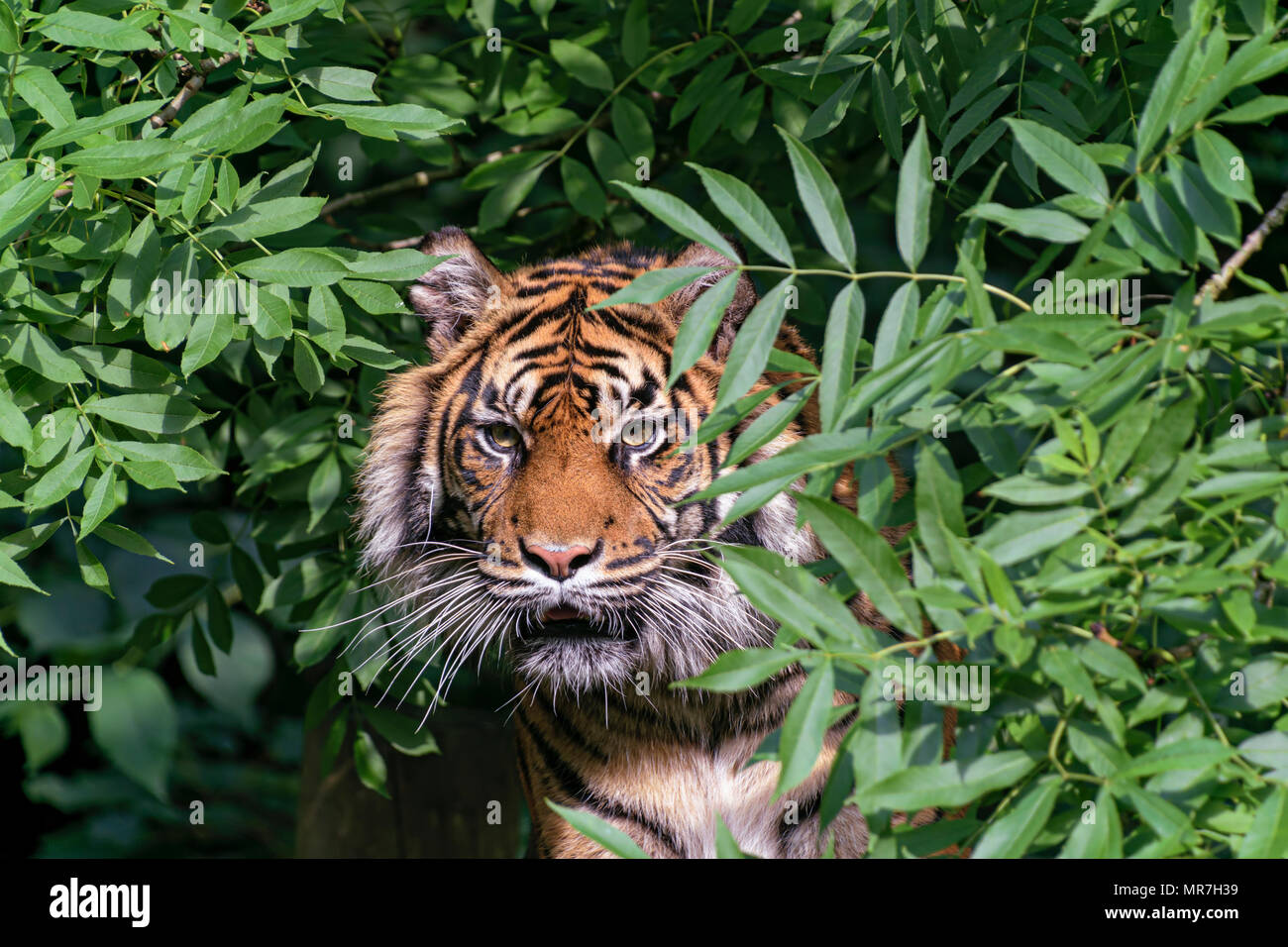 Tiger in a tree (caplivity) Stock Photo
