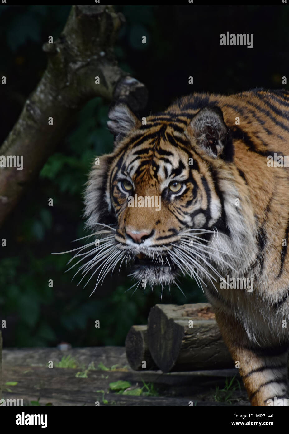 Dudley Zoo Tiger High Resolution Stock Photography and Images - Alamy