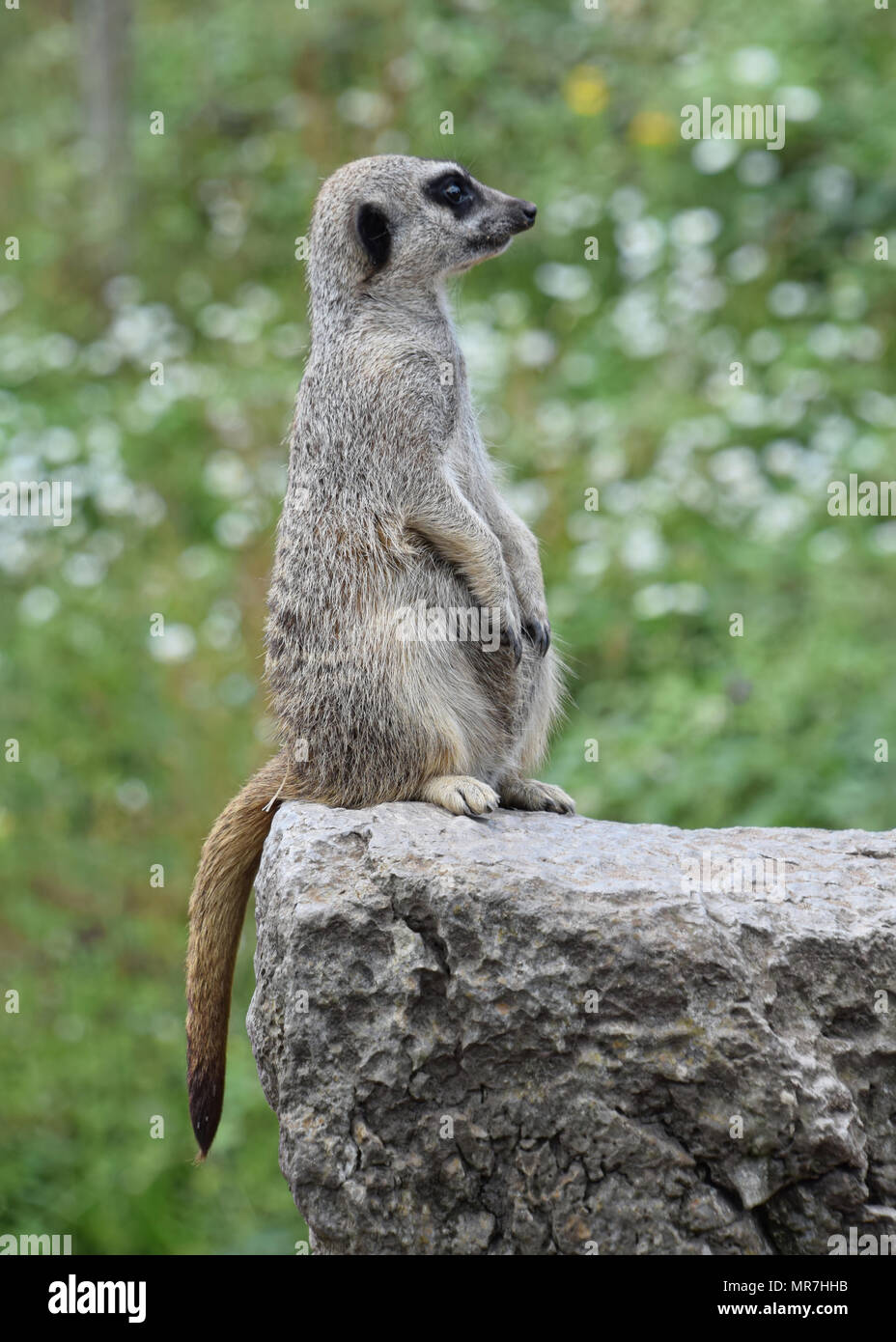 Meerkat on the watch hi res stock photography and images Page 14
