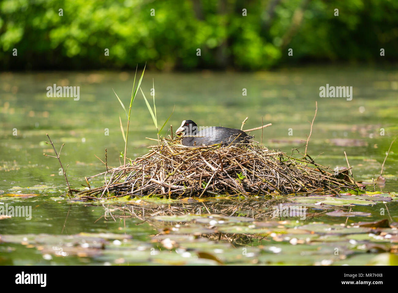 Closeup of a Eurasian coot (Fulica atra) sitting on a nest with eggs during Springtime season. Stock Photo