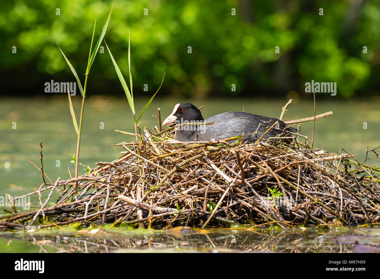 Closeup of a Eurasian coot (Fulica atra) sitting on a nest with eggs during Springtime season. Stock Photo