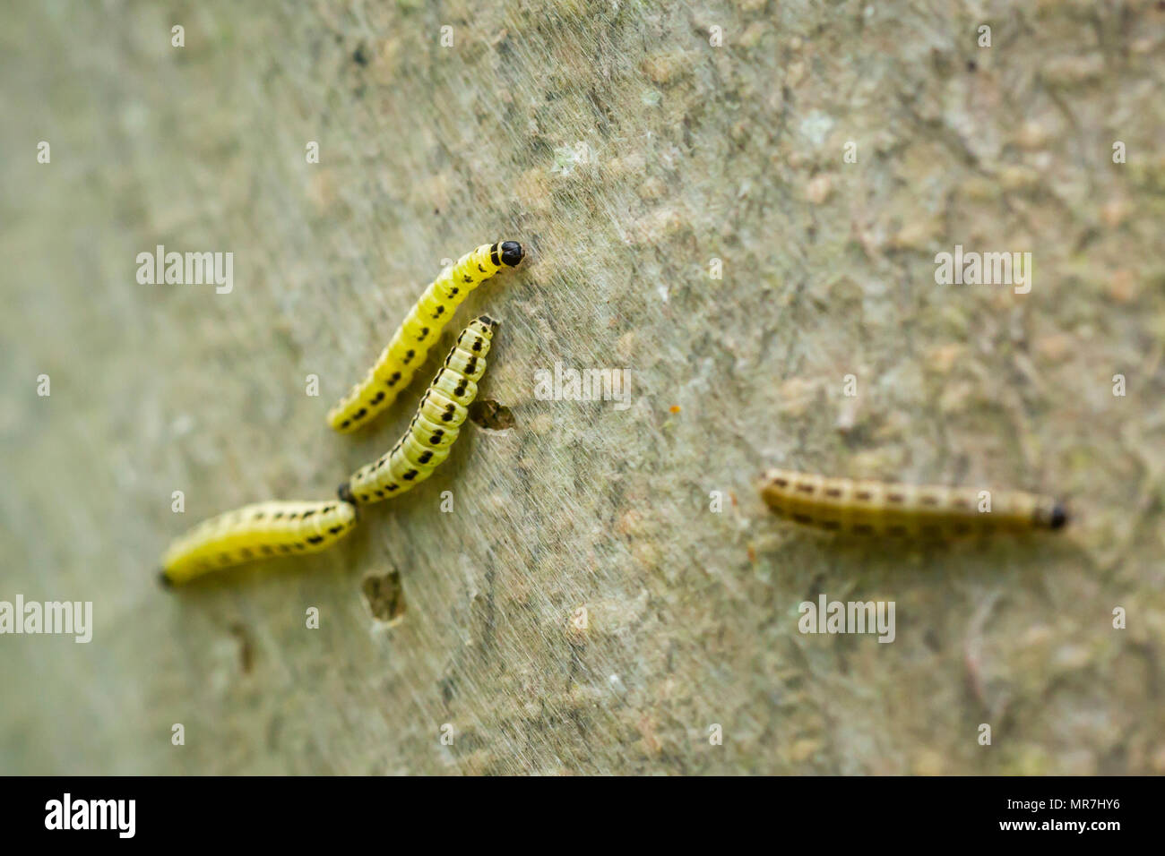 Closeup of a pest larvae caterpillars of the Yponomeutidae family or ermine moths, formed communal webs around a tree. Stock Photo
