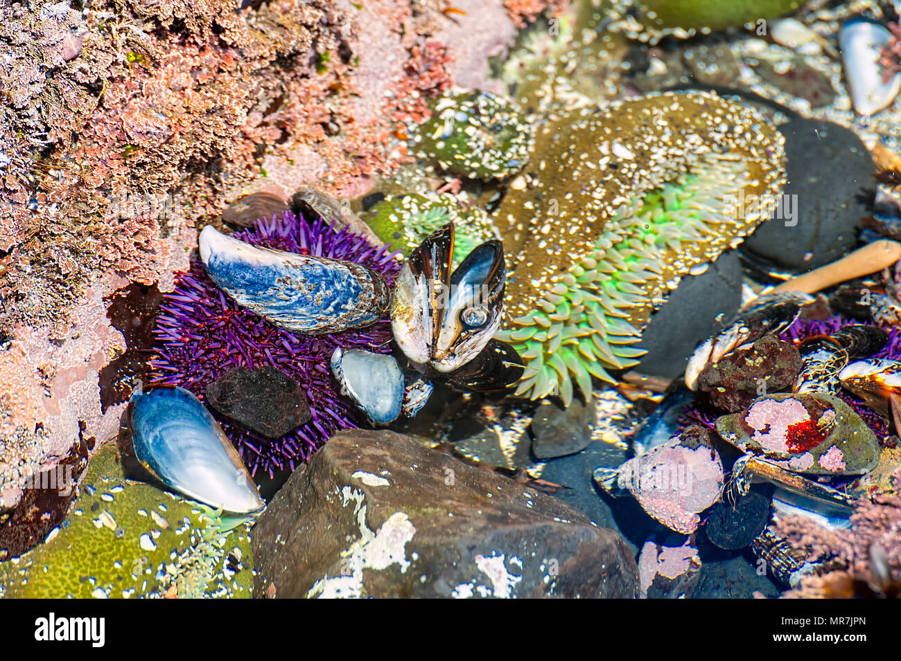 Closeup of tide pool at Yaquina Head Cobble Beach.  Sea anemones,purple sea urchin,California Mussel, and rocks lay in shallow waters. Stock Photo
