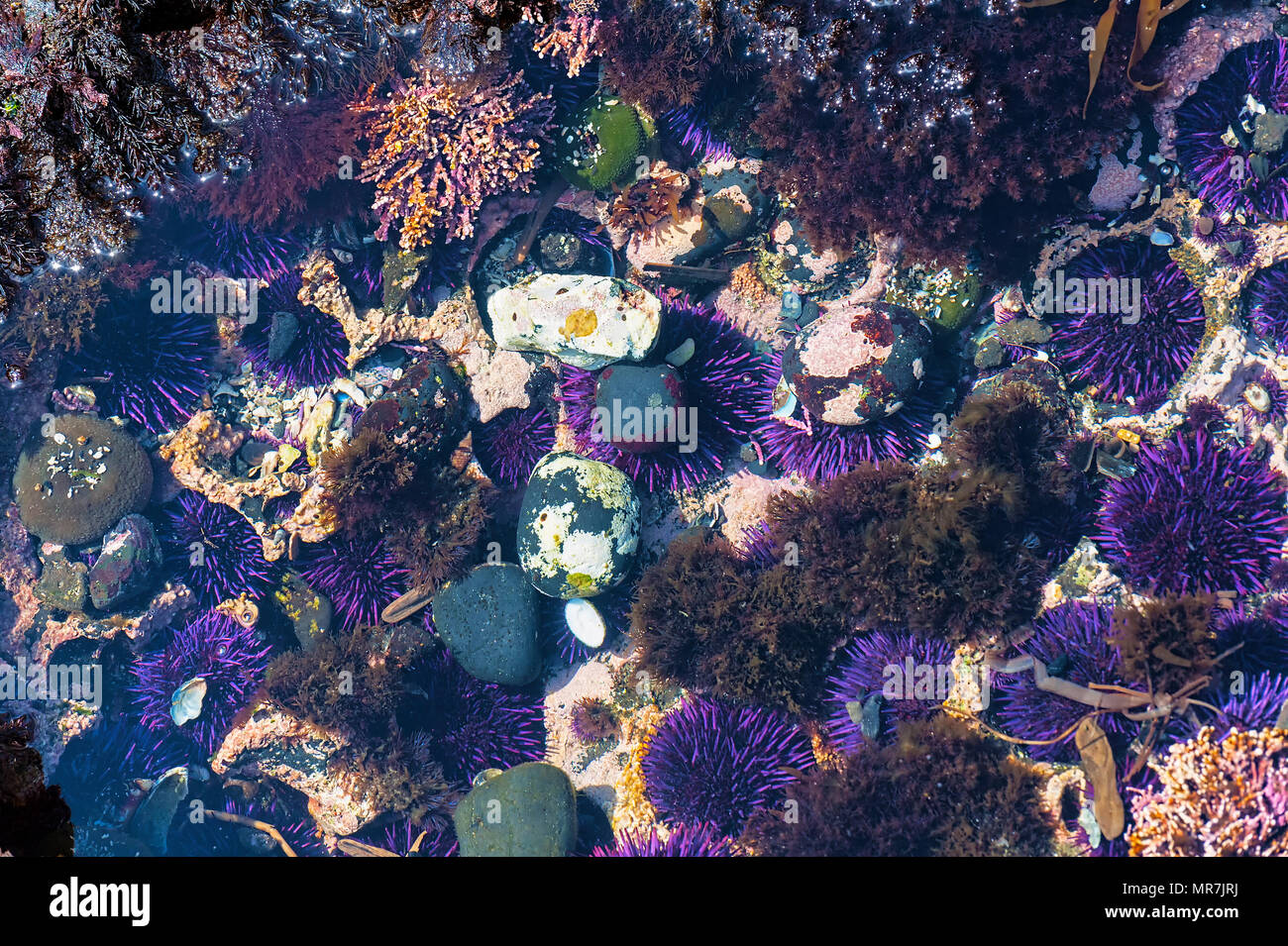 Closeup of tidepool at Yaquina Head Cobble Beach.  Purple sea urchin,Coralline algae,rockweed, and rocks lay in shallow waters. Stock Photo