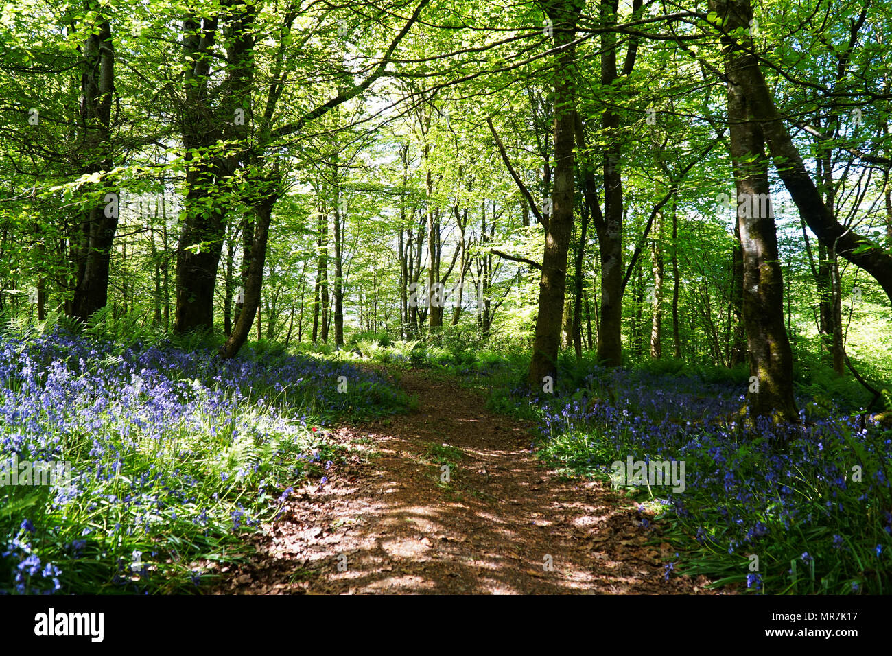 Blue Bells - Forest Pathway Stock Photo